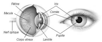 Anatomie de l'oeil